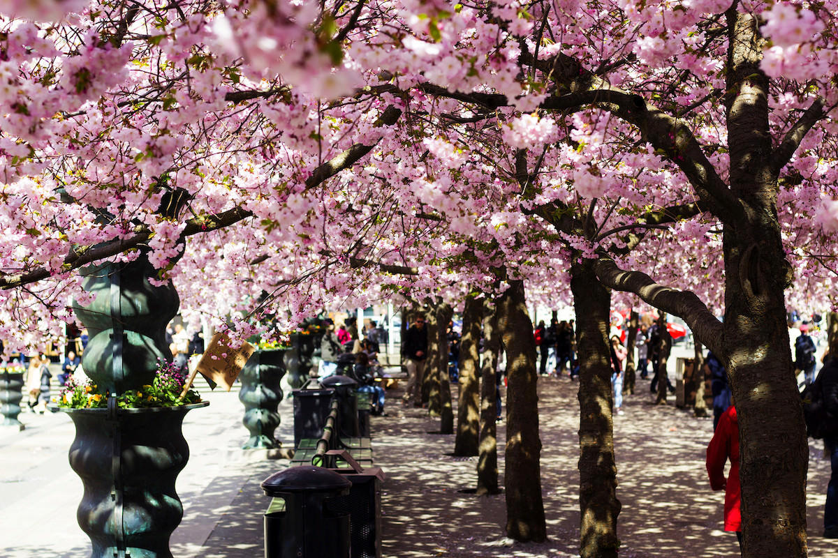 19年版 日本の桜の開花予想とgw旅行にもオススメな世界の桜の名所10選 Webマガジン ミライ資産