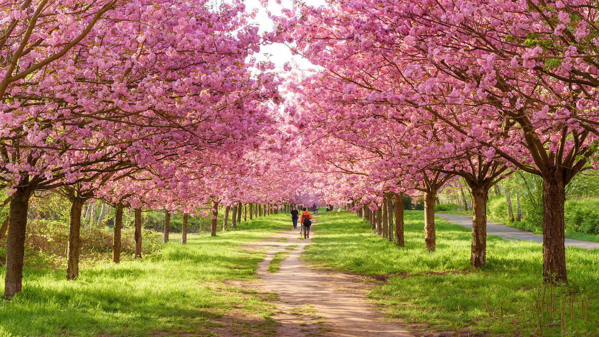 19年版 日本の桜の開花予想とgw旅行にもオススメな世界の桜の名所10選 Webマガジン ミライ資産